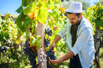 Young winemaker harvesting red grapes in autumn vineyard