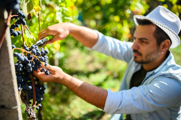 Winemaker harvesting red grapes in autumn vineyard