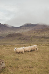 A flock of Sheep in Iceland
