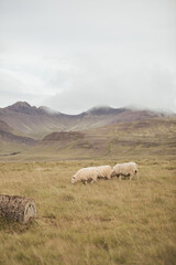 A flock of Sheep in Iceland