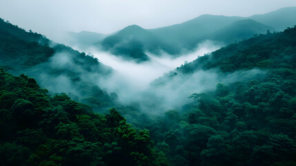 Forest Covered Fog And Low Lying Clouds
