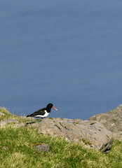 oystercatcher bird 