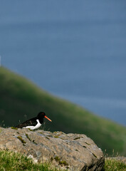 oystercatcher bird 