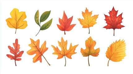Colorful autumn leaves showcasing various shapes and sizes against a white background, highlighting the beauty of fall foliage