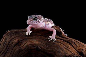 Leopard gecko lizard on wood with black background, eublepharis macularius