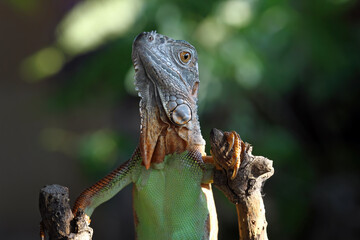 Red iguana sitting on a branch