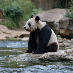 Fototapeta premium Happy Panda