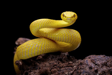 Yellow White-lipped Pit Viper isolated on black background, yellow viper snake, Trimeresurus insularis