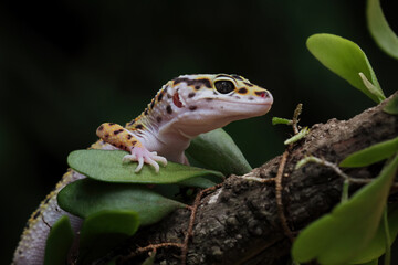 Baby leopard gecko lizard on a branch, eublepharis macularius