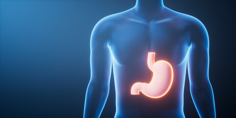 Organ stomach in the transparent human body, 3d rendering.