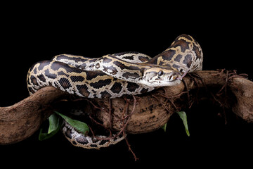 Python molurus bivittatus isolated on black background, Burmese python snake on branch,...