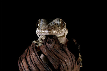 Flying gecko lizard in the dark