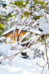 木に積もる雪（イメージ）