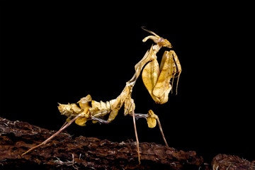 Idolomantis diabolica isolated on black background, devils flower mantis