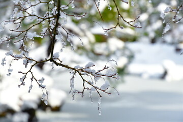 木に積もる雪（イメージ）