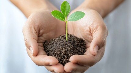 A pair of hands cradling a small seedling, symbolizing growth and care