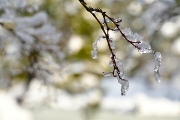木に積もる雪（イメージ）