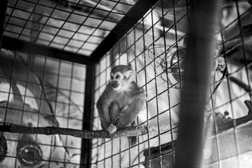 monkey relaxed on the cage