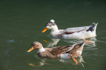 Fototapeta premium Beautiful ducks. Duck in nature