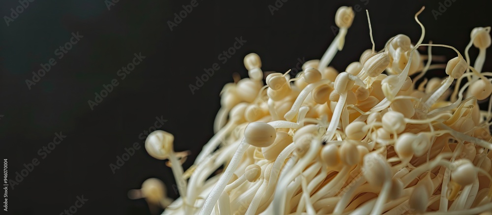 Aufkleber soy sprout an ingredient used in asian cuisine. copy space image. place for adding text and design