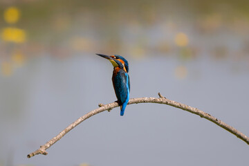 Common kingfisher (Alcedo atthis) or Eurasian kingfisher or river kingfisher on a perch. Nature reserve of the Isonzo river mouth, Isola della Cona, Friuli Venezia Giulia, Italy. Copy space image.