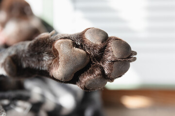 Close-up photo of dog paw