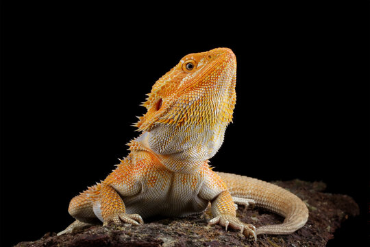 bearded dragon red hypo, bearded dragon lizard, Pogona mitchelli