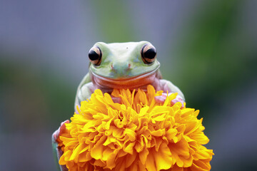 Australian green tree frog on flowers, dumpy frog
