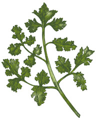 Colorful fresh coriander transparent png