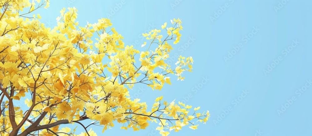Poster maple tree with yellow leaves set against a clear blue sky. copy space image. place for adding text 
