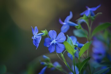 Close up photo of Lobelia inflata