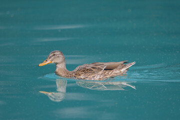 Duck