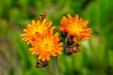 Ranunculus ficaria 'Brazen Hussy' a spring summer flowering plant with a yellow orange springtime flower commonly known as lesser celandine, gardening stock photo image