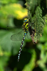 Dragonfly Southern hawker (Aeshna cyanea) a common flying insect which can be found near water, ponds and lakes, nature stock photo image