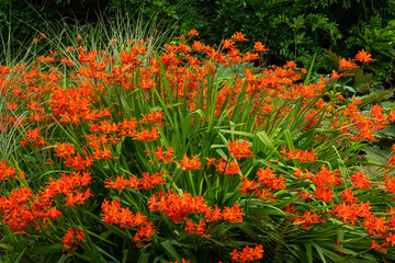 Crocosmia 'Spitfire' a summer autumn flowering plant with an orange red summertime flower also ...