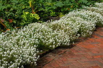 Lobularia maritima 'Carpet of Snow' a annual summer autumn fall flowering plant with a white...