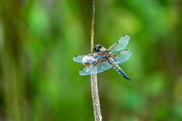Dragonfly Four Spotted Chaser (Libellula quadrimaculata) a common broad bodied flying insect which can be found near water, ponds and lakes, stock photo image