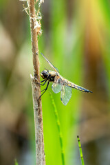 Dragonfly Four Spotted Chaser (Libellula quadrimaculata) a common broad bodied flying insect which can be found near water, ponds and lakes, stock photo image