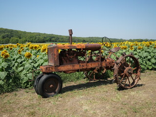 Obraz premium Beautiful Kansas Sunflowers on the Roadside
