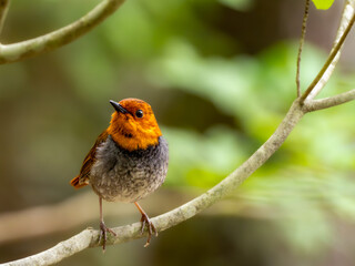 森の中で枝に留まって周りを見渡しているコマドリの雄