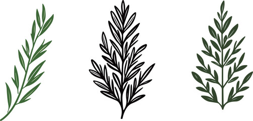 Fototapeta premium Herb Leaf Illustrations