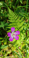 Purple marsh geranium flower with fern in background