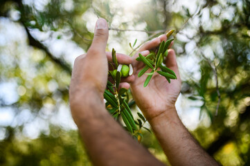 Farmer is checking and picking olives on olive tree branch