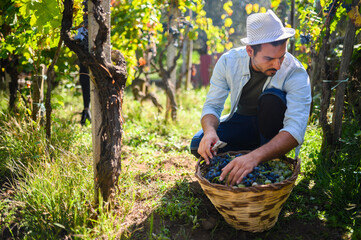 Winemaker harvesting ripe grapes in vineyard during wine harvest
