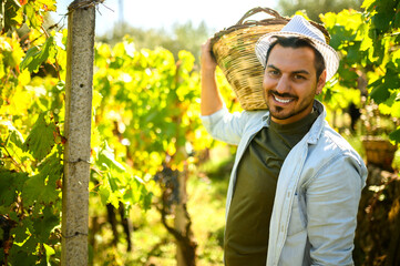 Winemaker smiling and carrying wicker basket on shoulder in vineyard during harvest