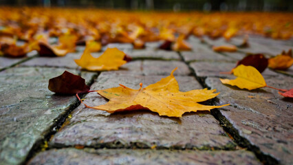 Autumn wallpaper with colored red leaves on dark grey street stown pavement slate background. AI Generated