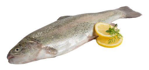 fresh salmon cut out isolated transparent background