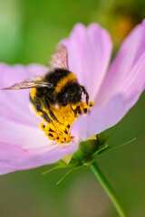 Bumblebee on a flower macro. Bumblebee collects flower nectar....