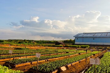 View of neatly arranged oil palm seedlings with a small house and bright blue sky in the background