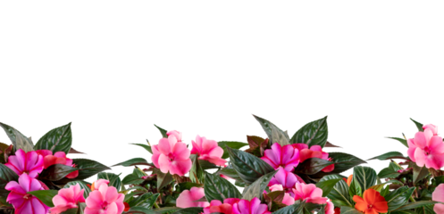 flower frame cut out isolated transparent background